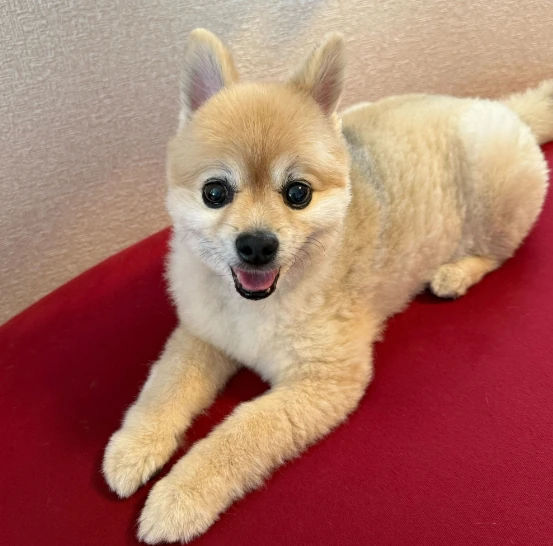 クッションの上でくつろぐポポ君
