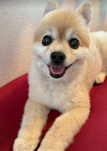 こちらを見つめるポポ君